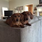 Profile Picture of Mickey and Bailey (@mickandbailey) on Instagram