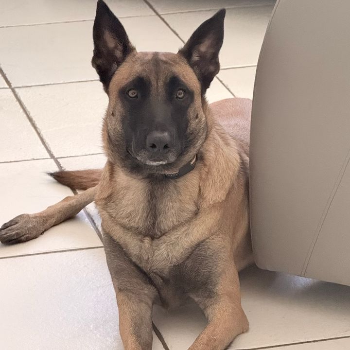 Profile Picture of Robert Cotterell (@robert.cotterell) on Tiktok
