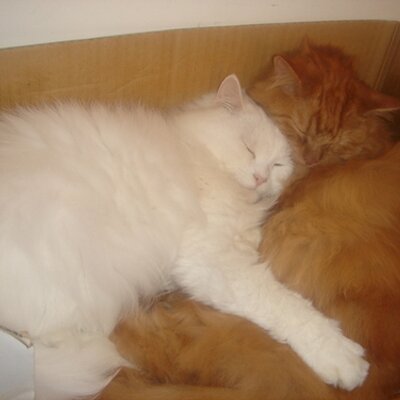 Profile Picture of Chialin (@Chialin) on Twitter