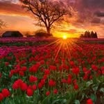 Profile Picture of Maged Ali (@magedali_) on Instagram