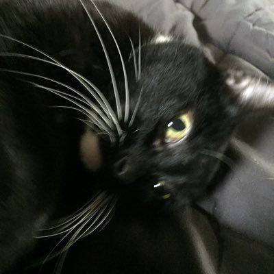 Profile Picture of Elizabeth Boone (@Elizabe76186805) on Twitter
