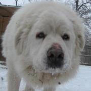 Profile Picture of Misty Rager (@morralrocks) on Pinterest