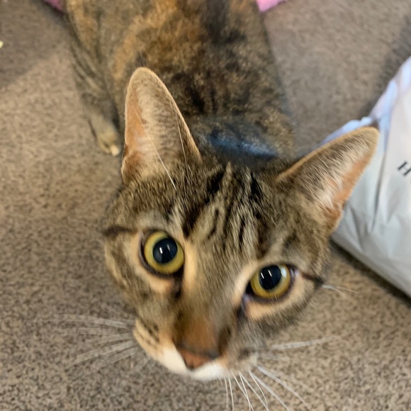 Profile Picture of Jennifer Jenish (@jjenish) on Poshmark