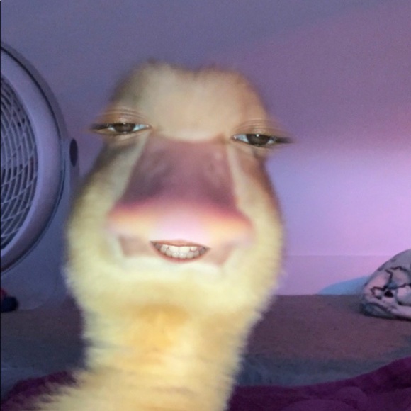 Profile Picture of Betsy Rodriguez (@betsyrod393) on Poshmark