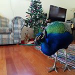 Profile Picture of Kevin (@kevin_the_peacock_) on Instagram