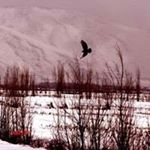 Jihan Diab - Instagram Profile Picture of Jihan Diab (@jdaib) on Instagram