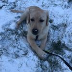 Profile Picture of Nelson AKA Nelly Boy (@_xxadventuresofnellyboyxx_) on Instagram