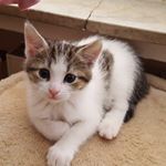 Profile Picture of Josephine Hommel (@smile_cookie_cat) on Instagram