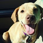 Profile Picture of Piper Clark-Moss (@piperthepup5) on Instagram