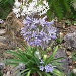 Annie Ledoux - Instagram Profile Picture of Annie Ledoux (@annie.ledoux.794628) on Instagram