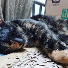 Profile Picture of King Lin (@Kinglin62784482) on Twitter