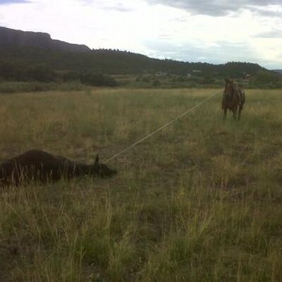 Profile Picture of Wyatt Cox (@cattlecrazy2) on Twitter