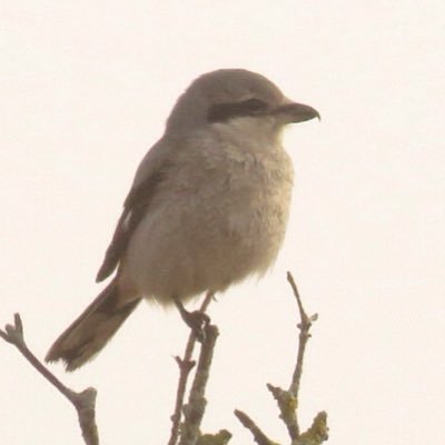 Profile Picture of Dan MacNeal (@MacnealDan) on Twitter