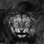 Profile Picture of Michael Ocasio (@zeus_lion__89) on Instagram