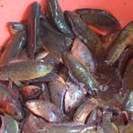 Profile Picture of Christo Stylus (@Christo-Stylus) on Facebook