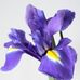 Profile Picture of Iris Stevenson (@iris.stevenson.1) on Facebook