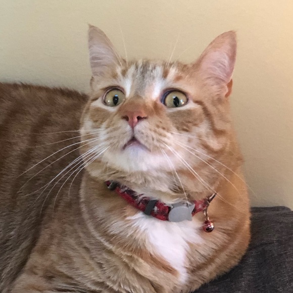 Profile Picture of Michelle Cascarelli (@auntshell7) on Poshmark