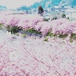 Profile Picture of LDN BJ 🌍 (@peter.lyen) on Instagram