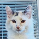 Profile Picture of Michael Pino (@quannumthrow_stills) on Instagram