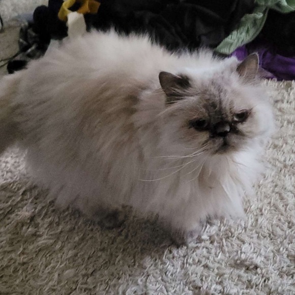 Profile Picture of Bed Pornhub (@bedloves) on Poshmark