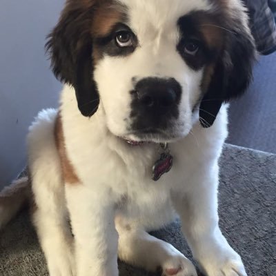 Profile Picture of Maddie Jacksteit (@maddiejacks2003) on Twitter