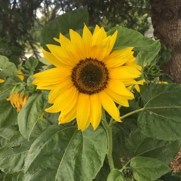 Profile Picture of Mandy Laclair (@hairbylaclair) on Poshmark