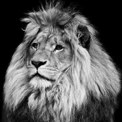 Profile Picture of Navdeep Singh Kang (@navdeepsinghka9) on Twitter