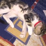 Profile Picture of Kevin Magnano (@kenmag08) on Instagram