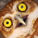 Profile Picture of Harry Goodall (@goodall.harry) on Instagram