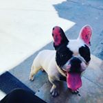 Profile Picture of Armando Fabian Gonzalez (@pampas_frenchiesd) on Instagram