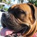 Profile Picture of Frances E McClintock (@4pint) on Pinterest