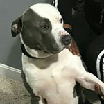 Profile Picture of zuse alexander iler (@zuseyboy) on Instagram