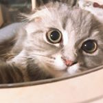 Profile Picture of 고차비 (@kumachap) on Instagram