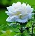 Profile Picture of Mohd Sofe (@mohd.sofe.75) on Facebook