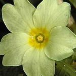 Profile Picture of Val Newton (@primrose1807) on Instagram