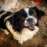 Profile Picture of Natasha/Marley/Tequila (@dogs_taavares) on Instagram