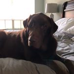 Profile Picture of Brady Shapiro (@brady.loves.belly.rubs) on Instagram