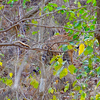 Profile Picture of Rahul Verma (@rahul_niper) on Flickr