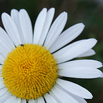 Profile Picture of Shali Karr (@shaliroselene) on Flickr