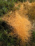 Profile Picture of Cuscuta californicaon Wikipedia