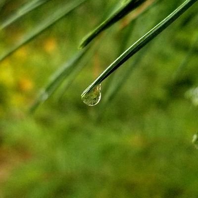 Profile Picture of Joshua Lucio Sanchez (@joshturtle40277) on Twitter