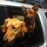 Profile Picture of Kim (@kimpedigo) on Instagram