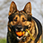 Profile Picture of K9kruger (@k9kruger) on Flickr