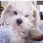 Profile Picture of Joshua Parisi (@joshieparisi) on Instagram
