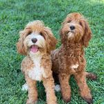 Profile Picture of Dog Breeder/ labradoodle puppies (@adorablelabradoodle) on Instagram