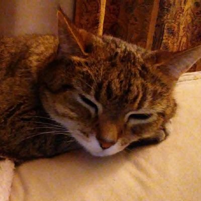 Profile Picture of Carrie Morris (@cjmorris93) on Twitter