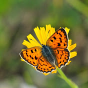 Profile Picture of John Chapple (@JohnChapple1) on Youtube