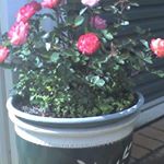 Profile Picture of Robyn Newton (@robyn.newton.735) on Instagram