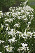Profile Picture of Hymenocallis liriosmeon Wikipedia