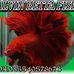 Profile Picture of Alvin Betta Fisch (@alvinbetta.fisch.7) on Facebook